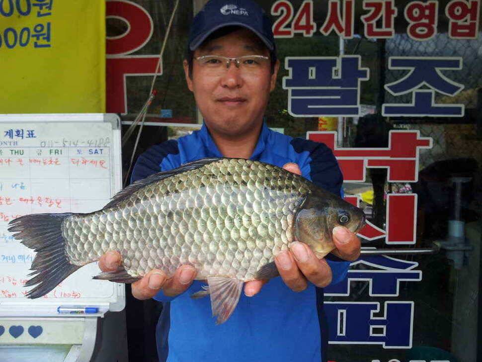 청도권 405 및 마리수 조항입니다 (조황조행기 - 낚시점조황)