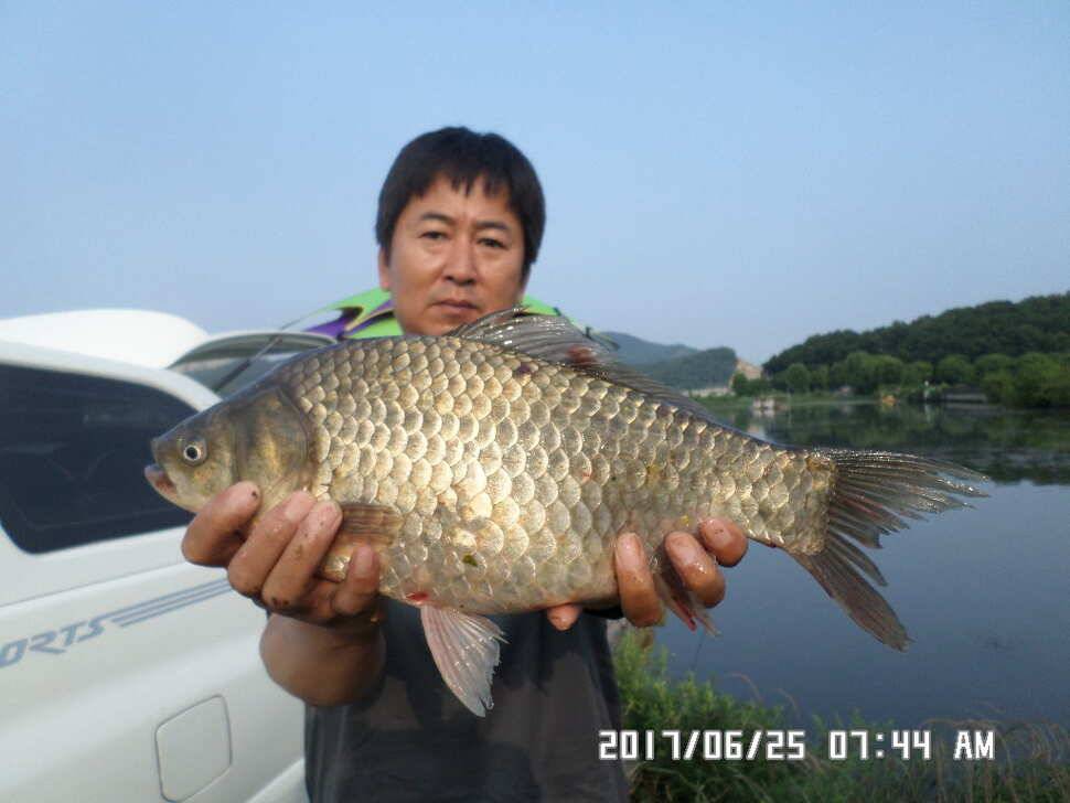 충주탄금호낚시조황 (조황조행기 - 낚시점조황)