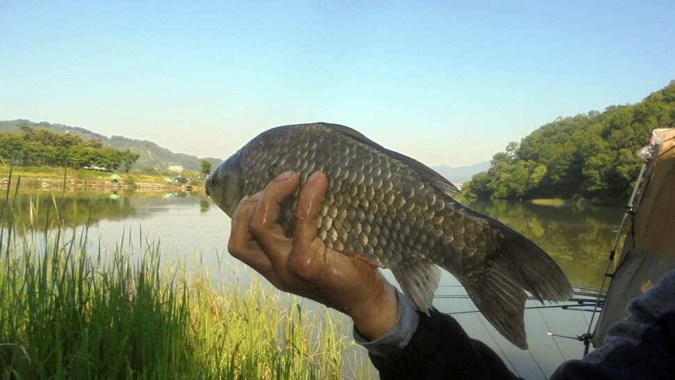 입석및 주변조황 (조황조행기 - 낚시점조황)