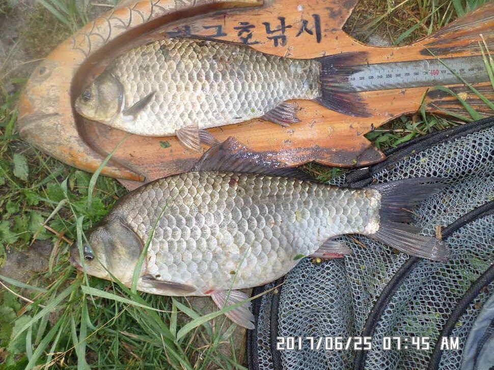 충주탄금호낚시조황 (조황조행기 - 낚시점조황)