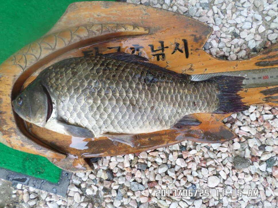 충주탄금호낚시조황 (조황조행기 - 낚시점조황)