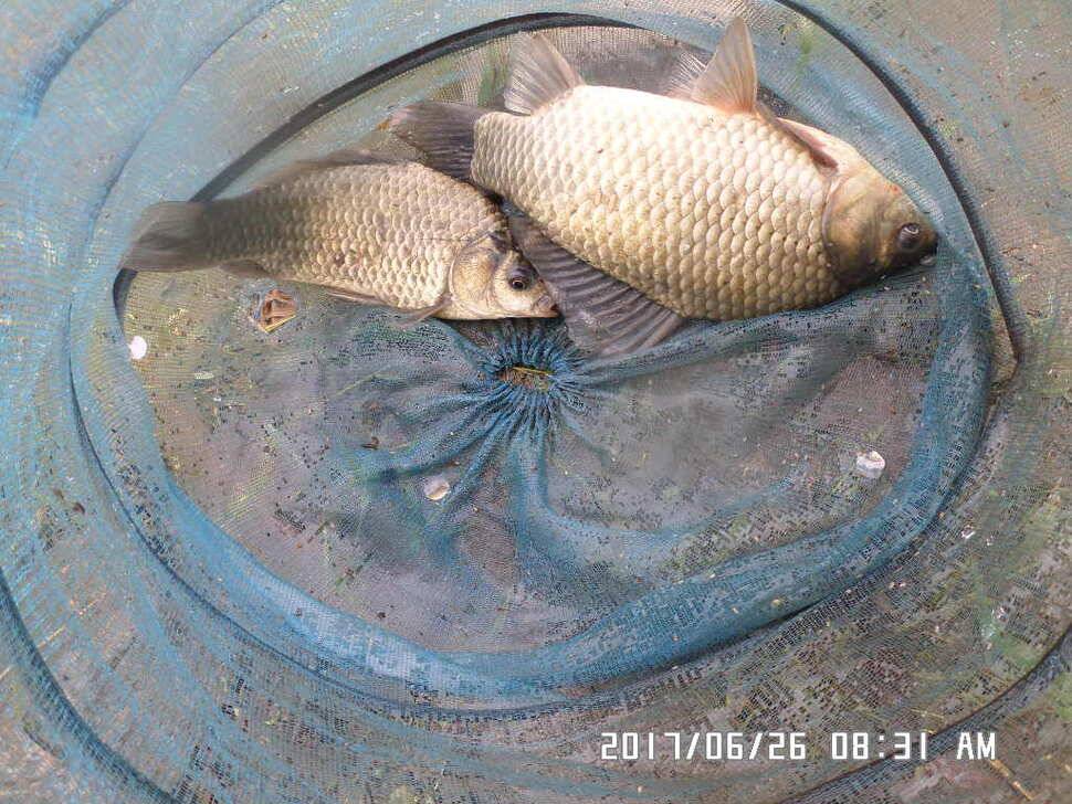 충주탄금호낚시조황 (조황조행기 - 낚시점조황)