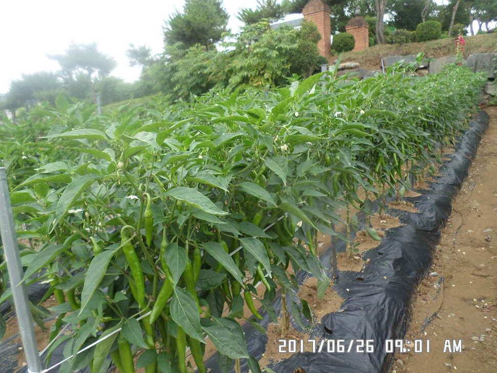 충주탄금호낚시조황 (조황조행기 - 낚시점조황)