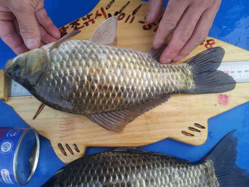 청도권 조황입니다청도천유동연지 산란중 (조황조행기 - 낚시점조황)
