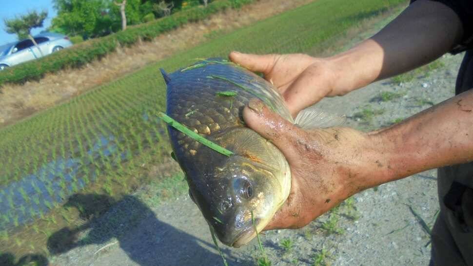 입석및 주변조황 (조황조행기 - 낚시점조황)