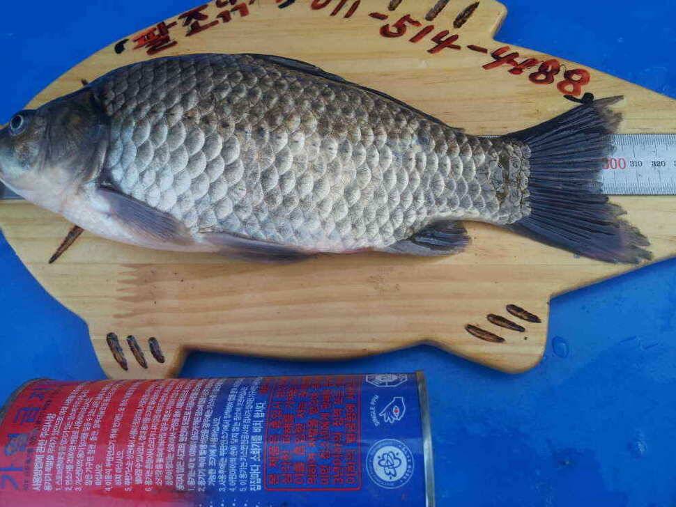 청도권 조황입니다청도천유동연지 산란중 (조황조행기 - 낚시점조황)