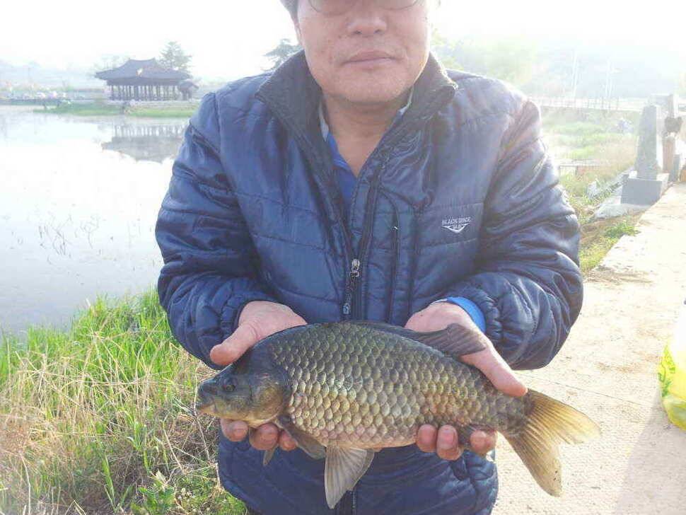 4자 2마리 가창팔조낚시 (조황조행기 - 낚시점조황)