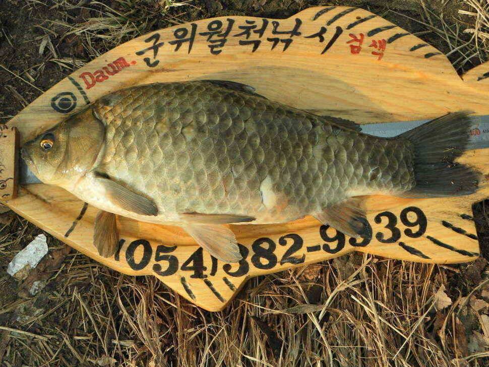 이젠 우리지역도 대물의 움직임이 시작되나봅니다 (조황조행기 - 낚시점조황)