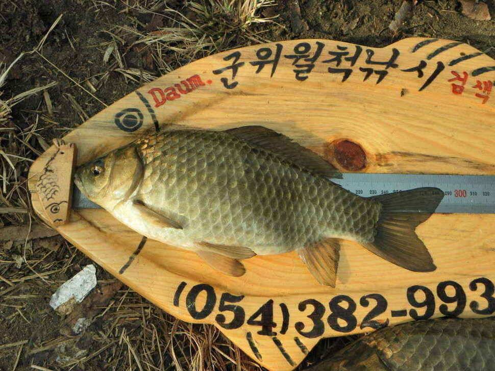 이젠 우리지역도 대물의 움직임이 시작되나봅니다 (조황조행기 - 낚시점조황)