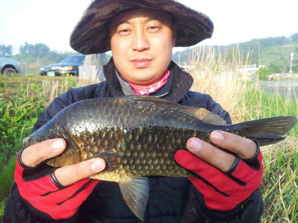 4자 2마리 가창팔조낚시 (조황조행기 - 낚시점조황)