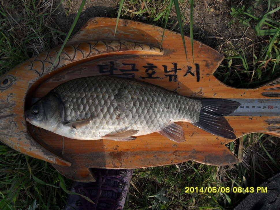 탄금호낚시대물405cm (조황조행기 - 낚시점조황)
