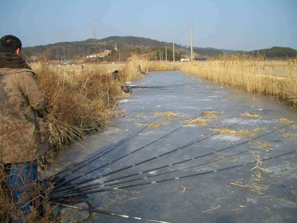서태안권 얼음낚시 조황 출조시참고하세요 (조황조행기 - 낚시점조황)