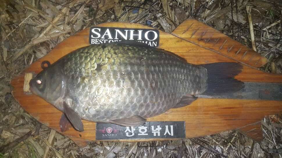 구미권 조황소식 (조황조행기 - 낚시점조황)