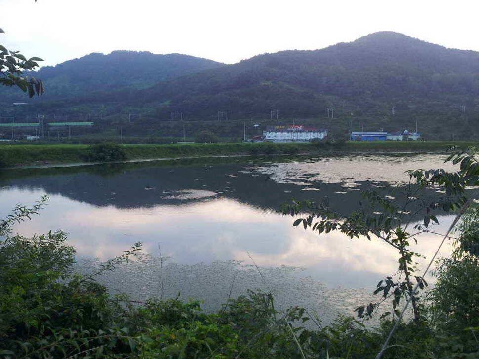청도권 35센지 붕어와 아침 조황입니다 (조황조행기 - 낚시점조황)