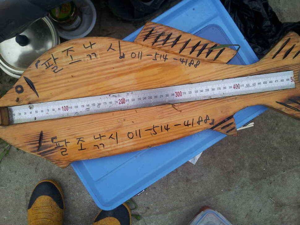 청도권 최대어 54센지가 칠엽지에서 (조황조행기 - 낚시점조황)