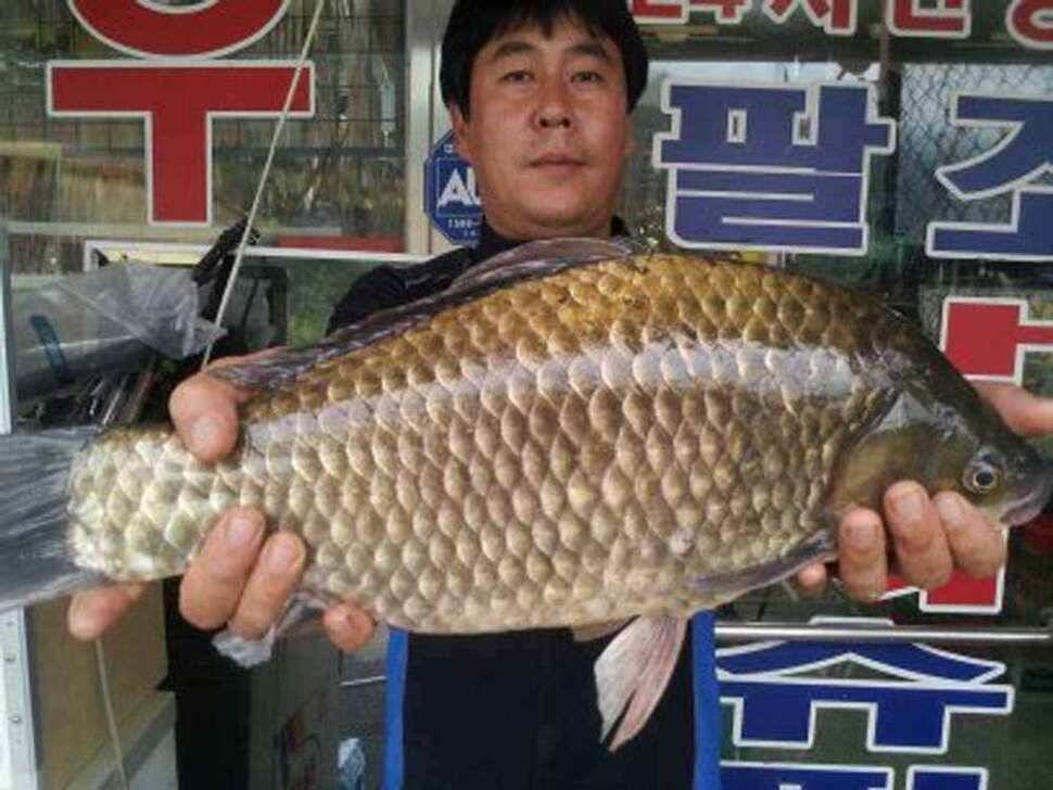 청도권 최대어 54센지가 칠엽지에서 (조황조행기 - 낚시점조황)