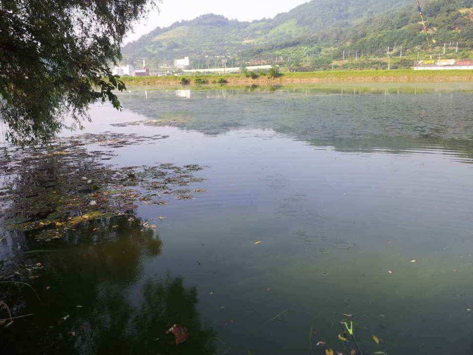 청도권 조황입니다 (조황조행기 - 낚시점조황)