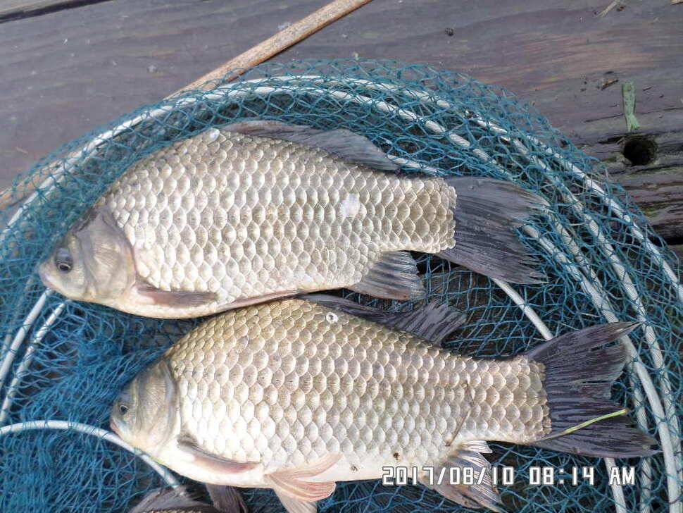 충주탄금호낚시대물39cm조황 (조황조행기 - 낚시점조황)