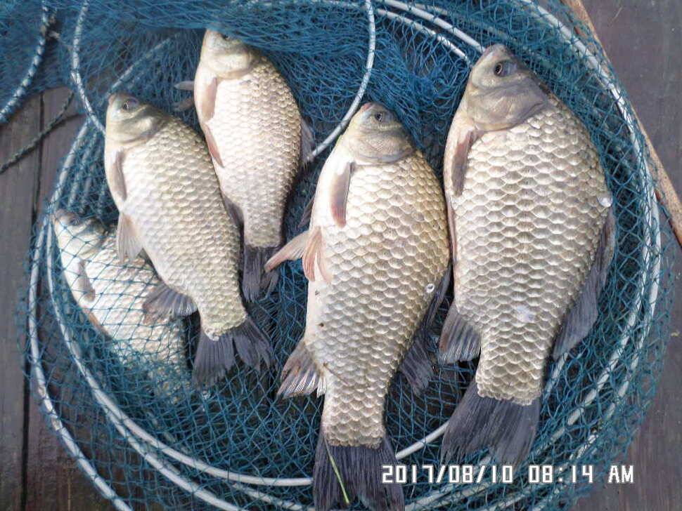 충주탄금호낚시대물39cm조황 (조황조행기 - 낚시점조황)