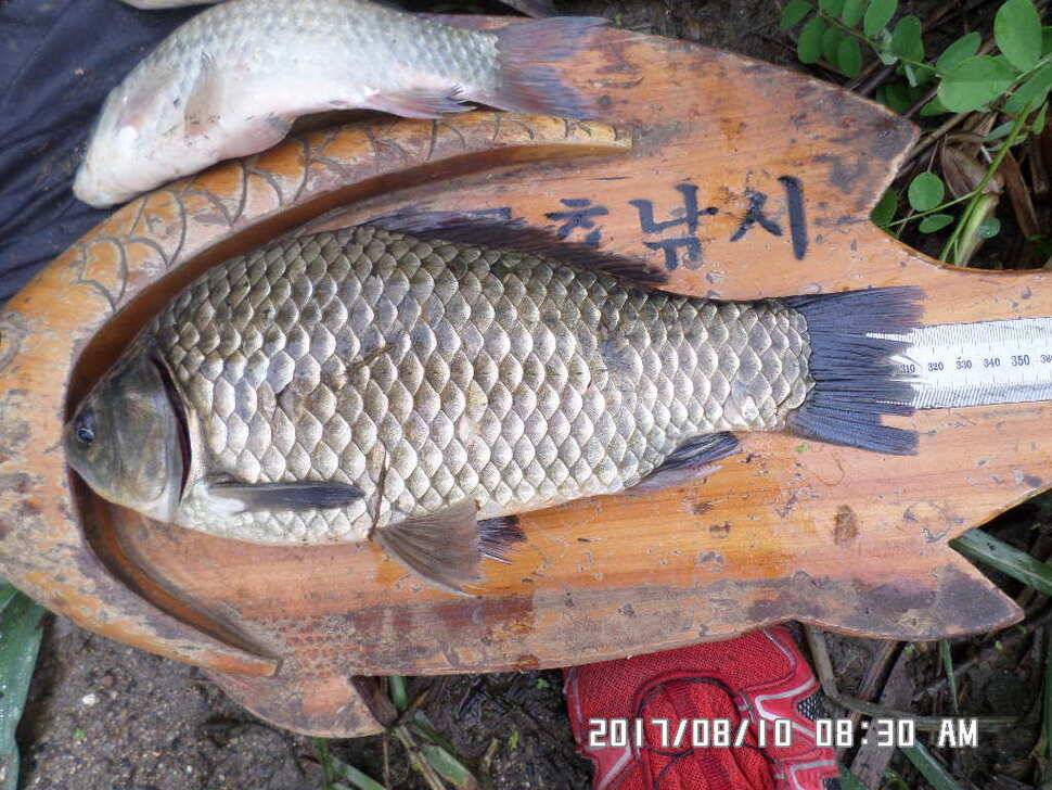 충주탄금호낚시대물39cm조황 (조황조행기 - 낚시점조황)