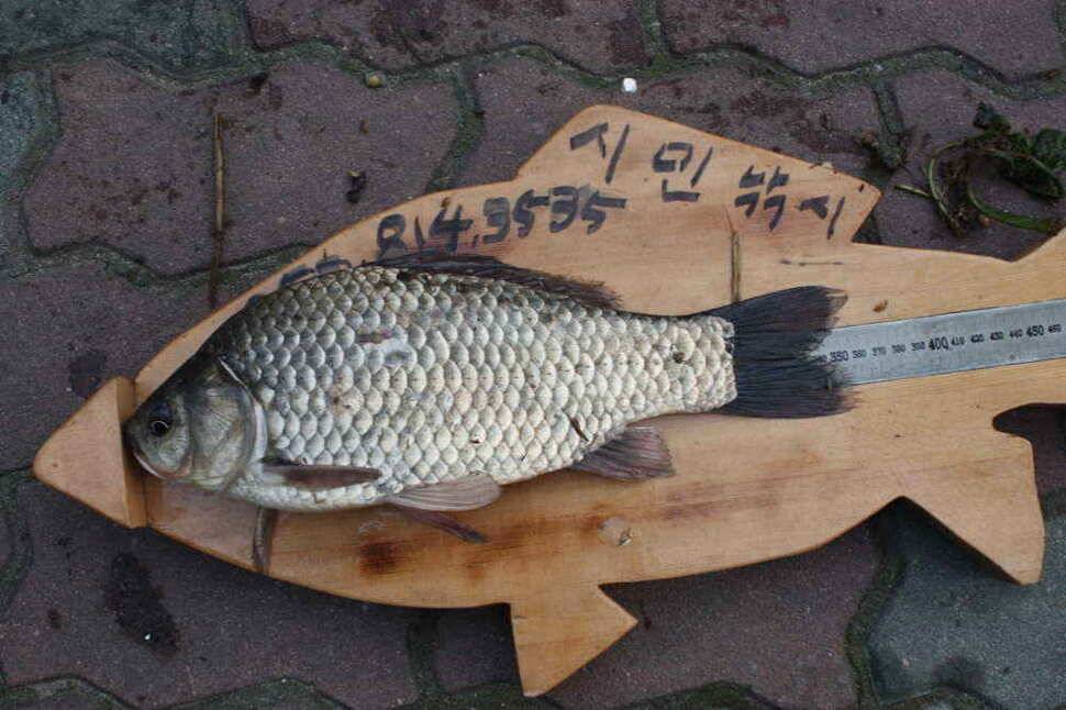 경북 경산권 조황정보 올립니다 (조황조행기 - 낚시점조황)