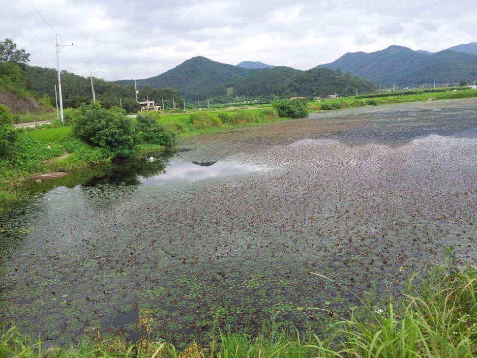 청도권 조황입니다 (조황조행기 - 낚시점조황)