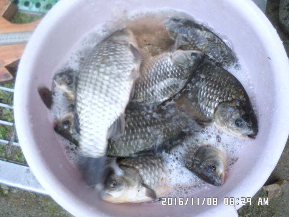 충주 탄금호 낚시조황 (조황조행기 - 낚시점조황)