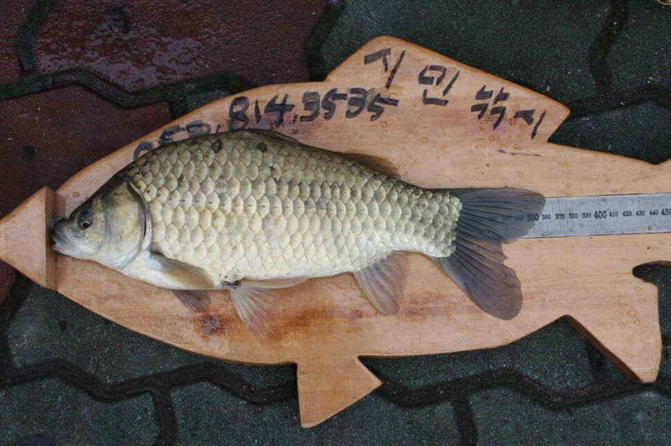 경북 경산권 조황정보 올립니다 (조황조행기 - 낚시점조황)