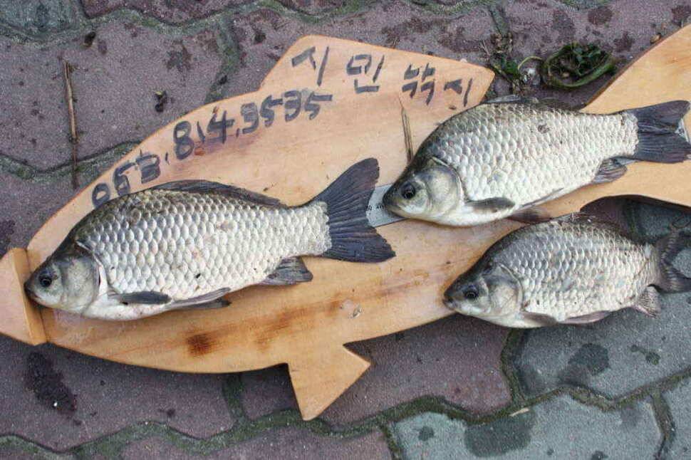 경북 경산권 조황정보 올립니다 (조황조행기 - 낚시점조황)