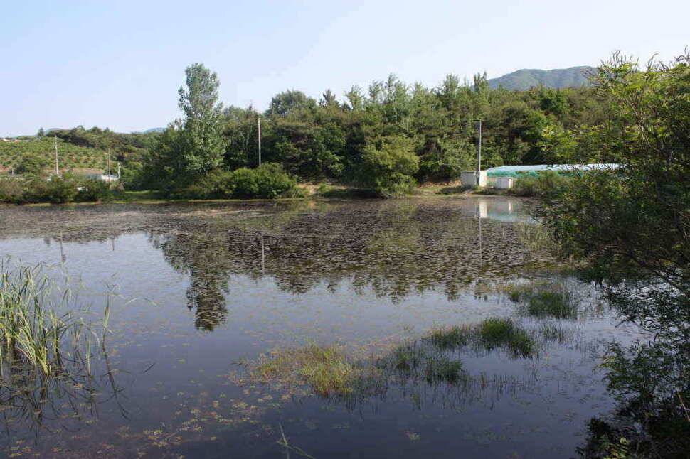 경북 경산권 조황정보 올립니다 (조황조행기 - 낚시점조황)