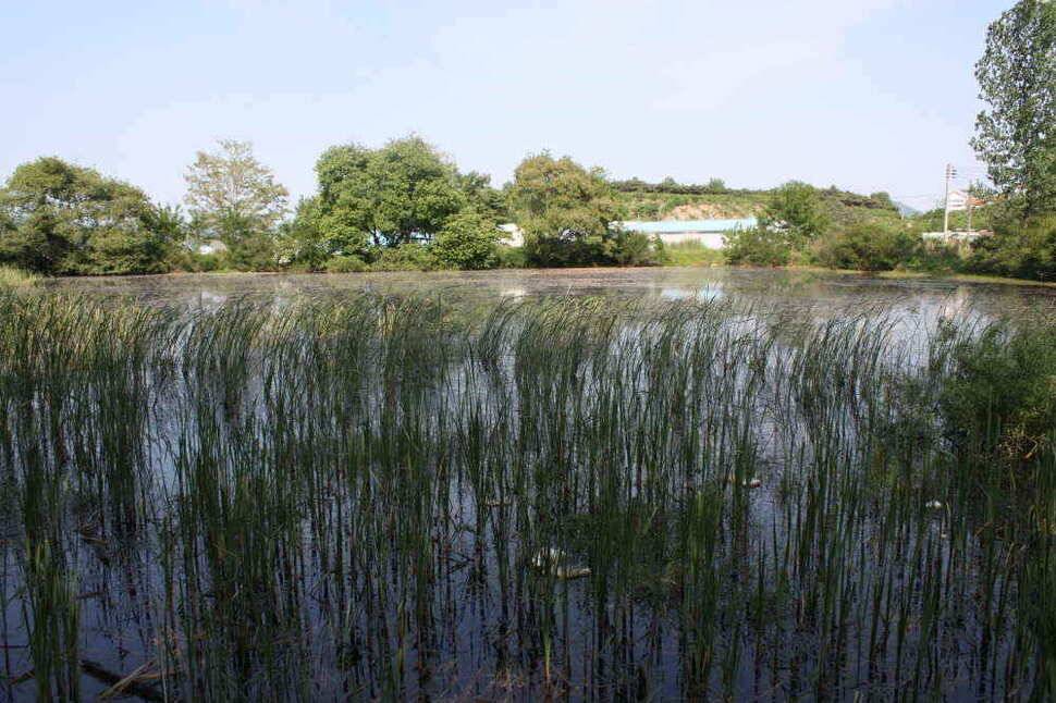 경북 경산권 조황정보 올립니다 (조황조행기 - 낚시점조황)