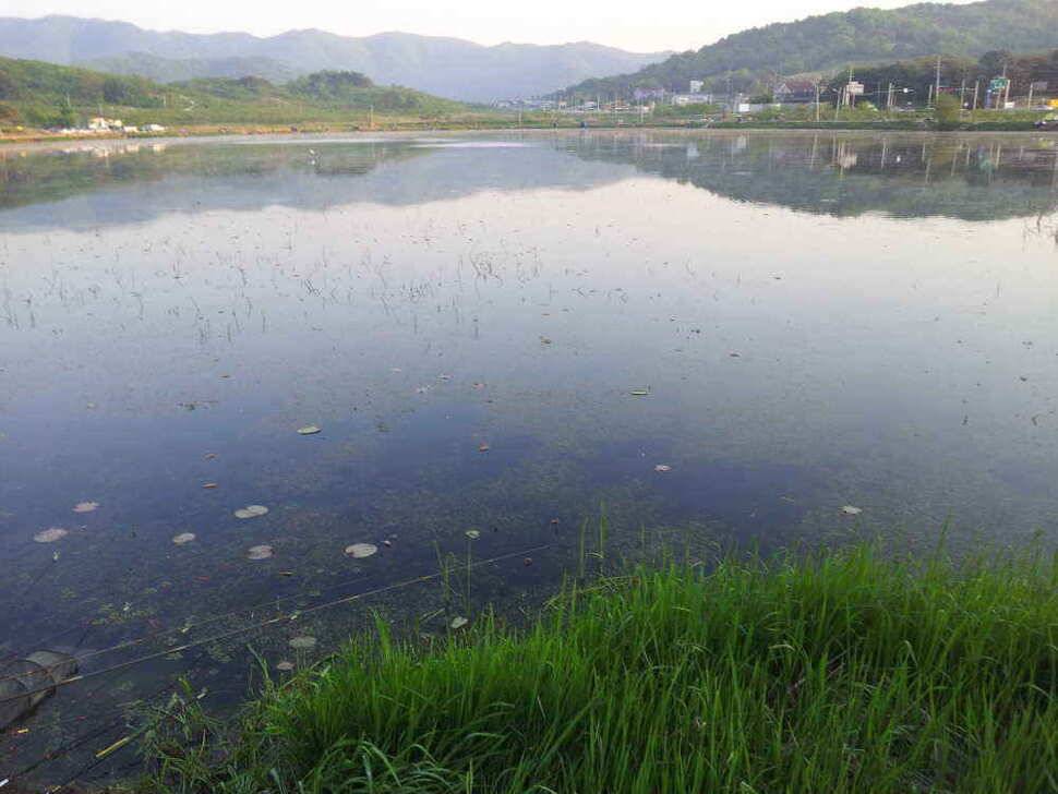 청도권유동연지성곡땜 청도천등조황입니다 (조황조행기 - 낚시점조황)