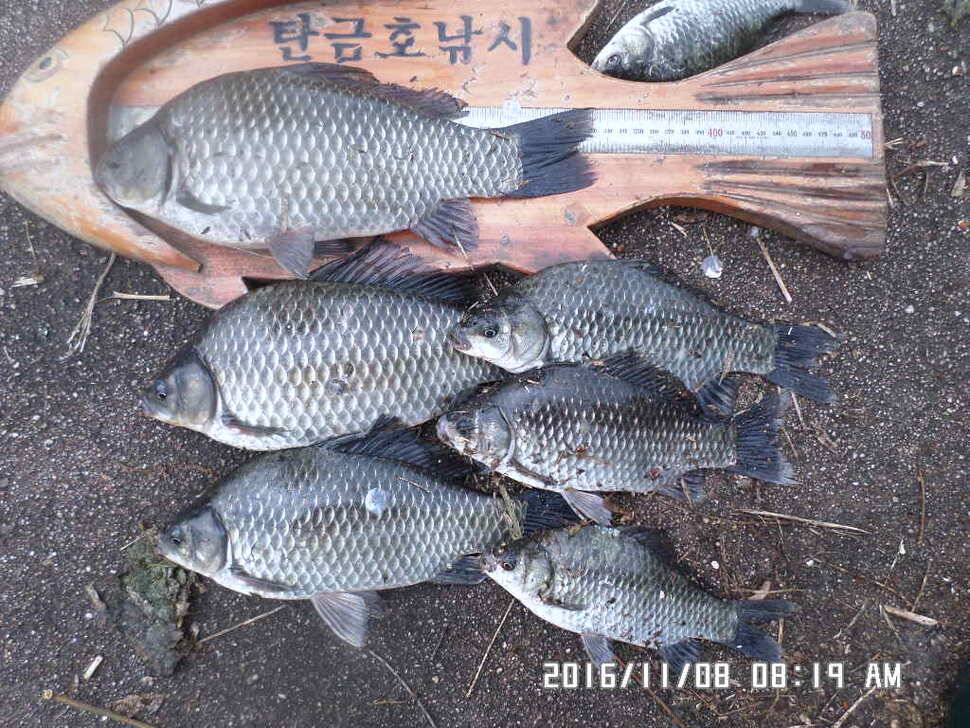 충주 탄금호 낚시조황 (조황조행기 - 낚시점조황)