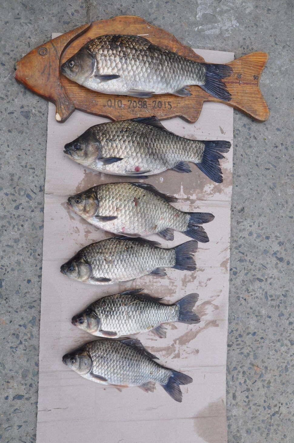 창녕권 5짜 4짜 마릿수 호조황 (조황조행기 - 낚시점조황)