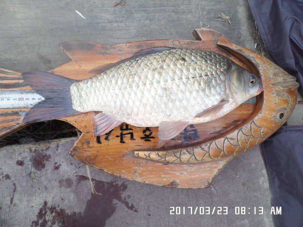 입석에4짜소식 전합니다 (조황조행기 - 낚시점조황)