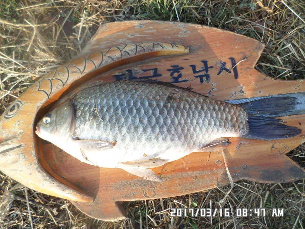 충주 탄금호 낚시조황 (조황조행기 - 낚시점조황)