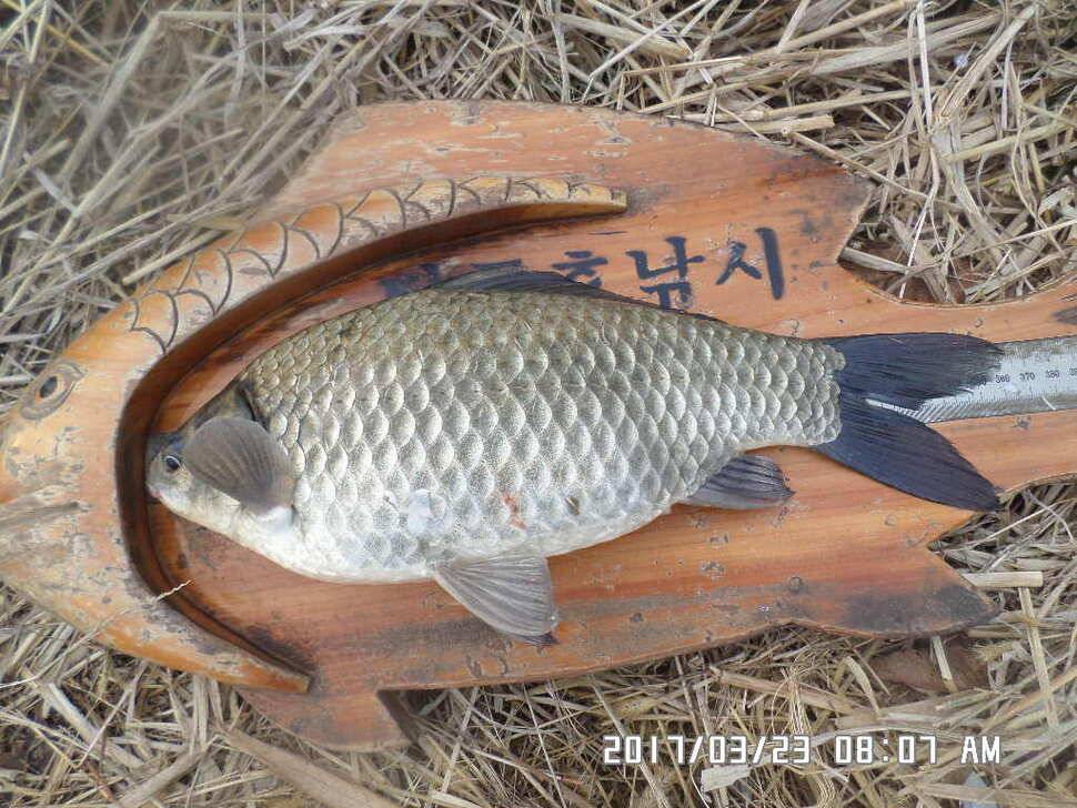 입석에4짜소식 전합니다 (조황조행기 - 낚시점조황)