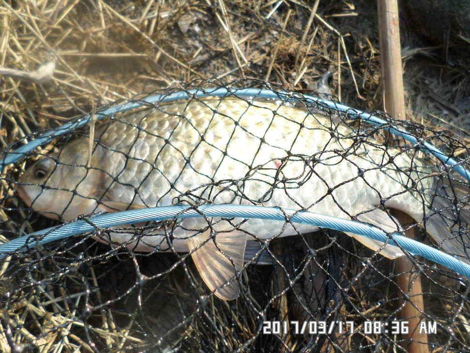 충주 탄금호 낚시조황 (조황조행기 - 낚시점조황)