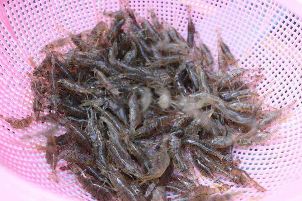 안녕 하세요 경산권 조황정보 올려 드립니다 (조황조행기 - 낚시점조황)