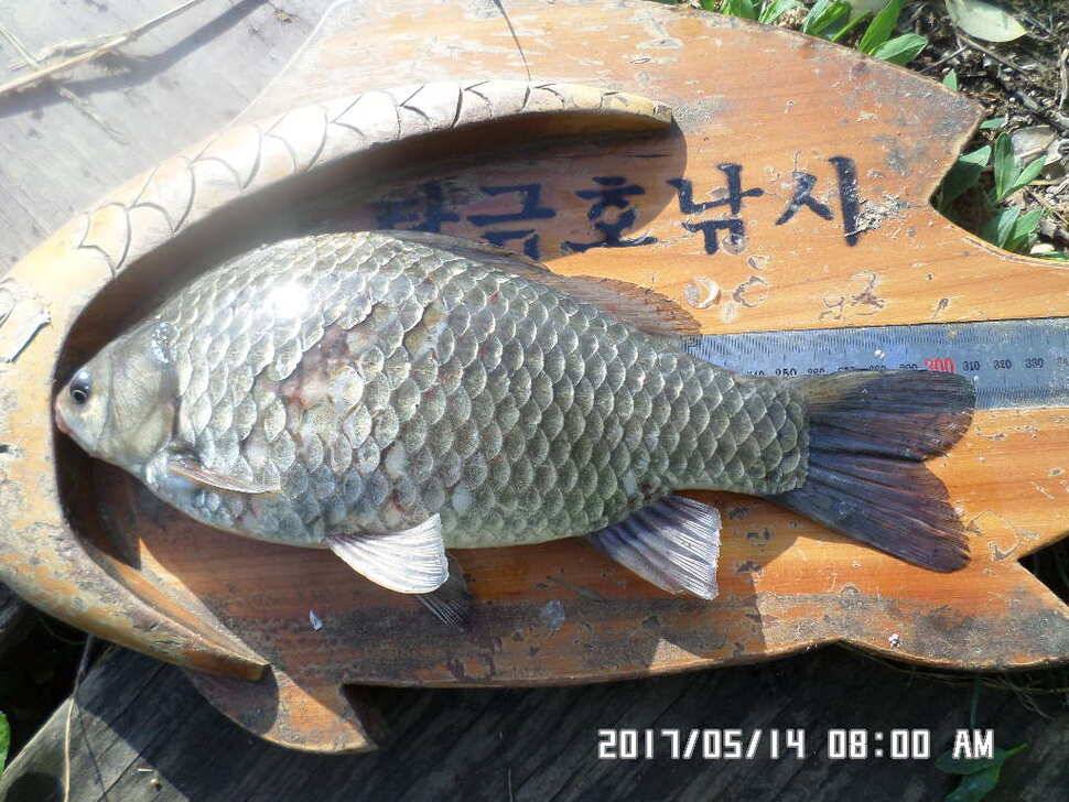 탄금호낚시대물445cm조황 (조황조행기 - 낚시점조황)