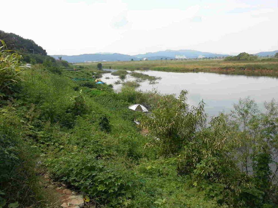 구미 낙동강 조황 (조황조행기 - 낚시점조황)