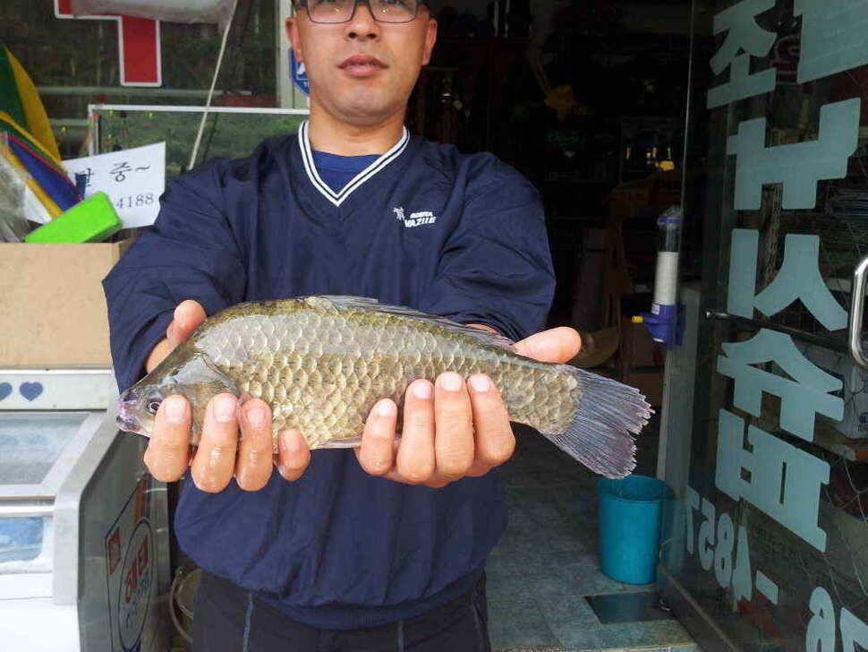청도권 조황입니다4자턱걸이까지4수 (조황조행기 - 낚시점조황)