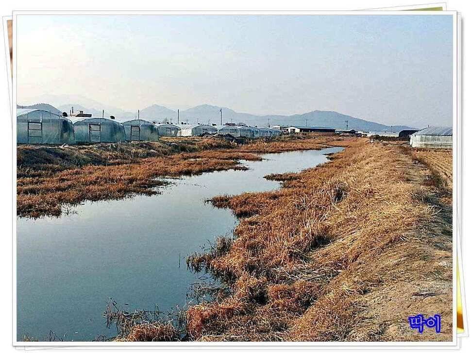 붕어가 보이기 시작합니다 (조황조행기 - 낚시점조황)