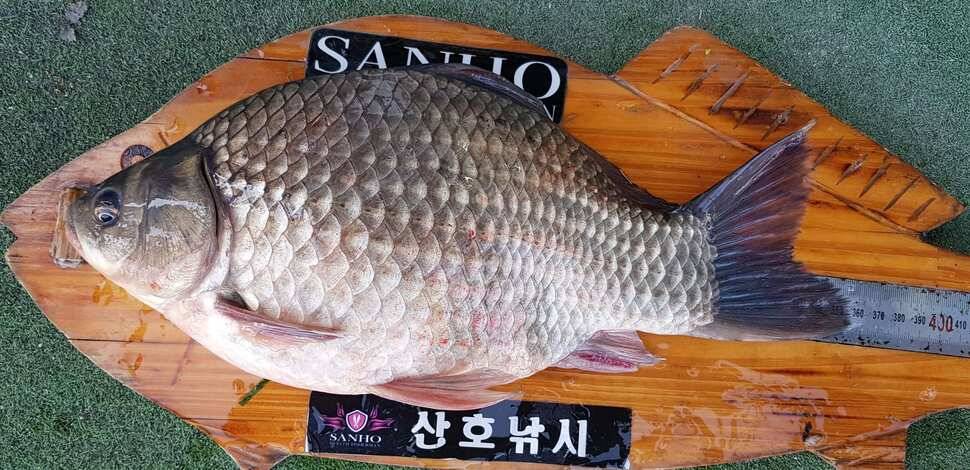 구미권 추석연휴 붕어조황 (조황조행기 - 낚시점조황)
