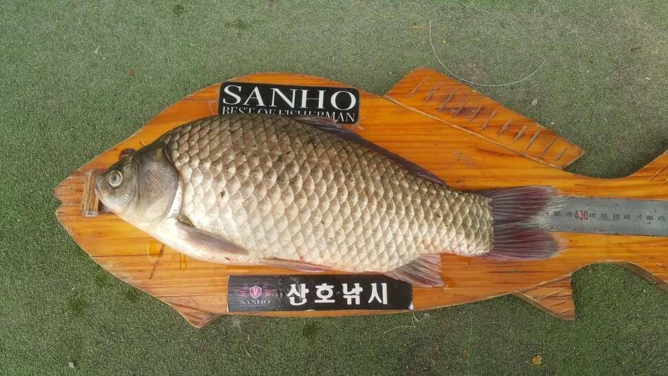 경북구미산호낚시조황소식 (조황조행기 - 낚시점조황)
