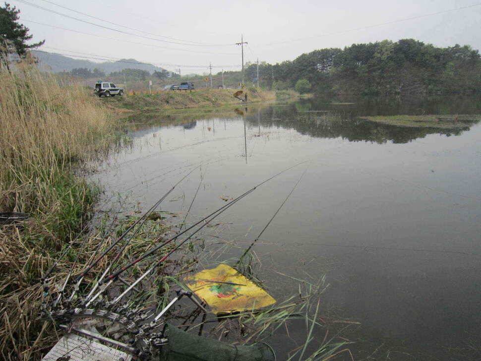 영천ic권 대물조황입니다 (조황조행기 - 낚시점조황)