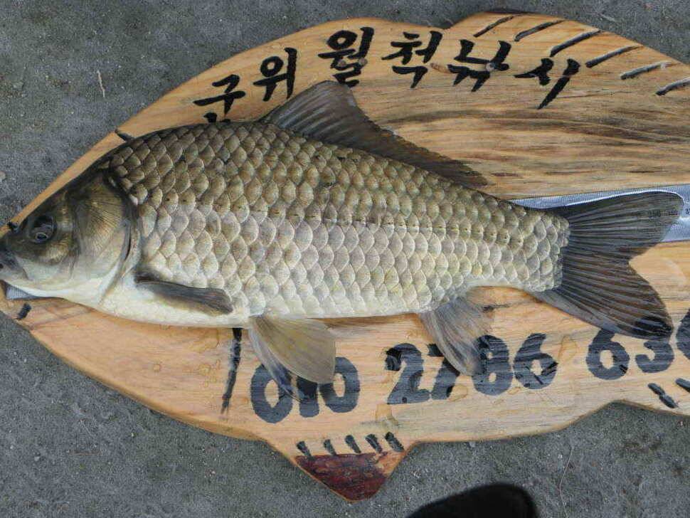주중 조황및 무명소류지사진 (조황조행기 - 낚시점조황)