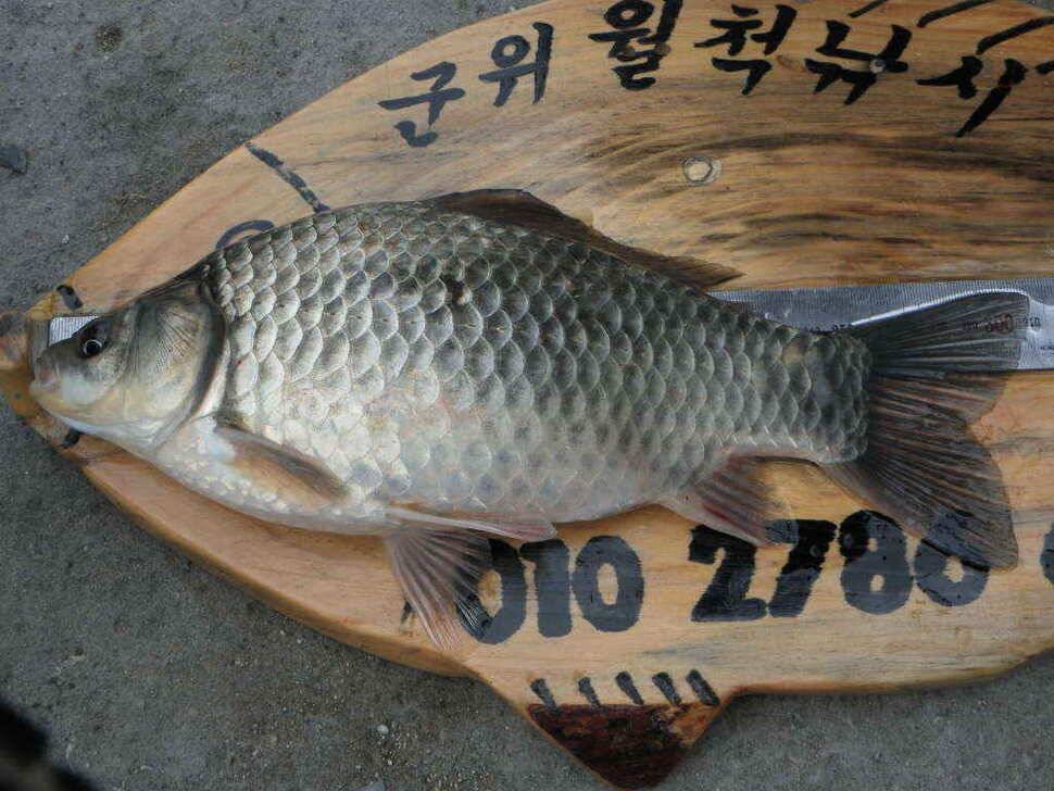 주중 조황및 무명소류지사진 (조황조행기 - 낚시점조황)