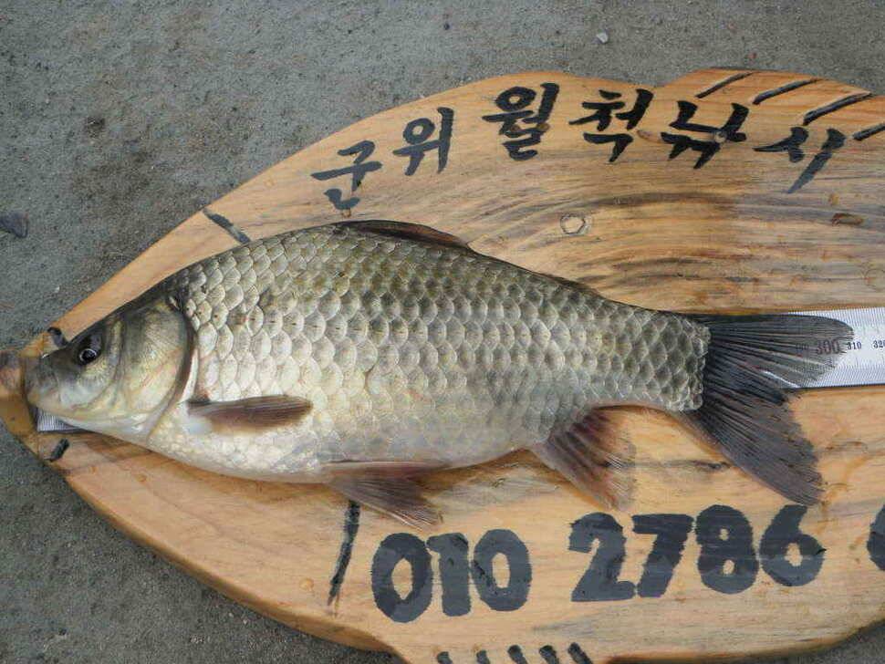 주중 조황및 무명소류지사진 (조황조행기 - 낚시점조황)