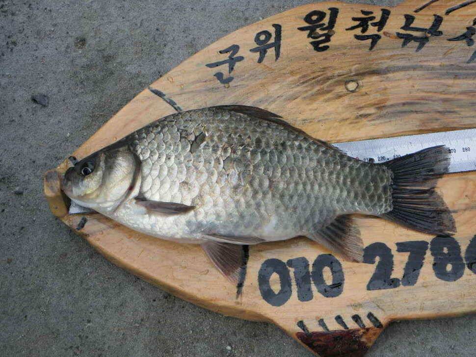 주중 조황및 무명소류지사진 (조황조행기 - 낚시점조황)
